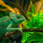 Chameleonovite Understanding Why Chameleons Bite and How to Handle It Safely